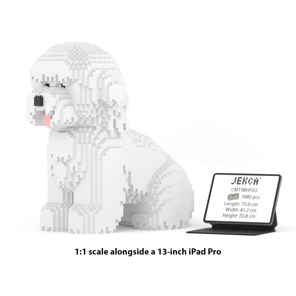 Chien Bichon à poil frisé assis