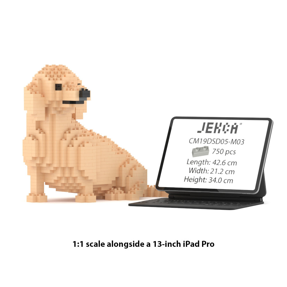 Chien Teckel qui tourne la tête crème