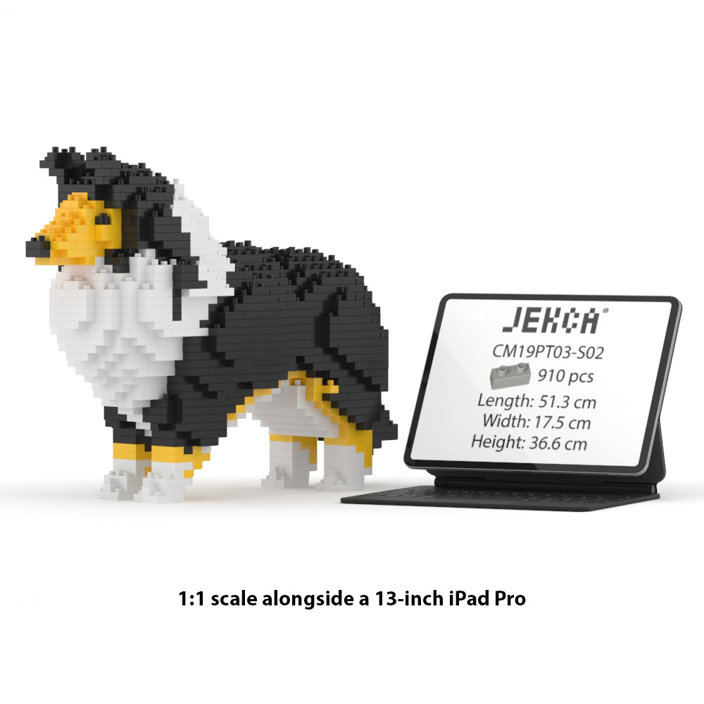 Chien Berger des Shetland noir