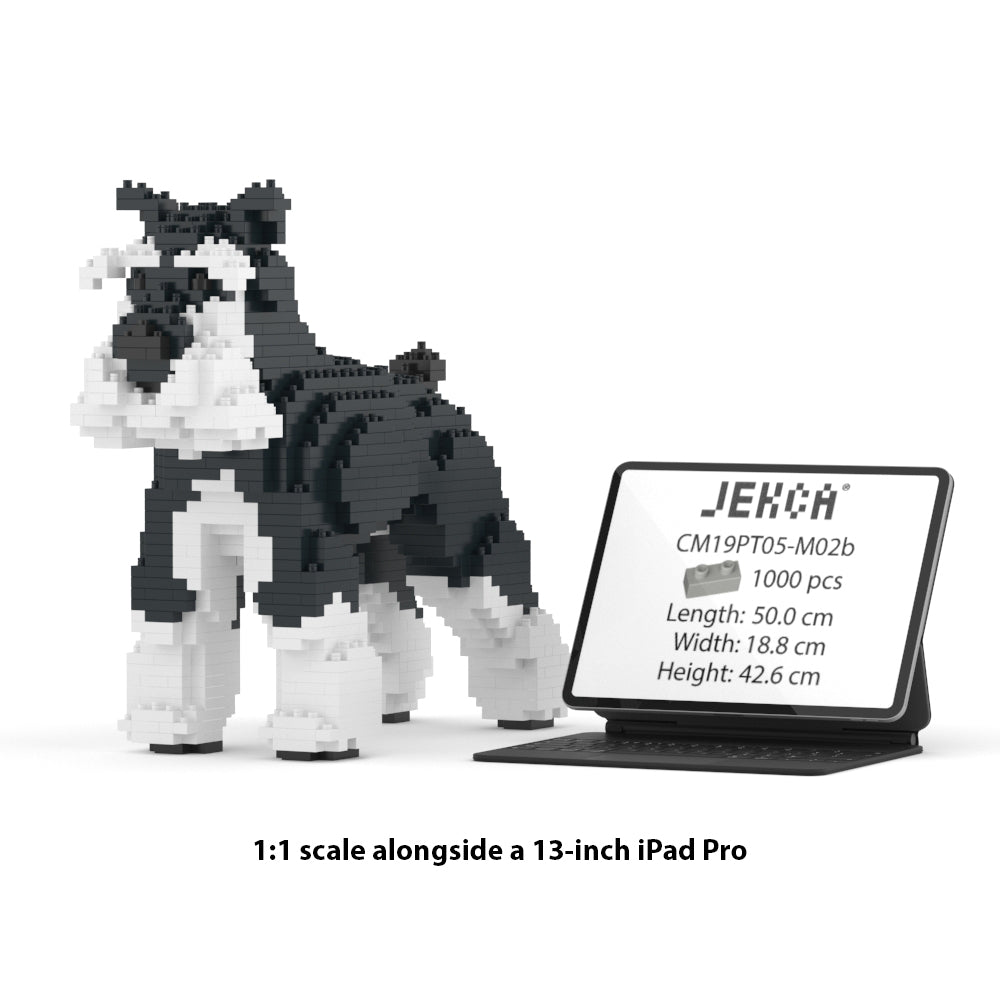 Chien Schnauzer Moyen noir et blanc