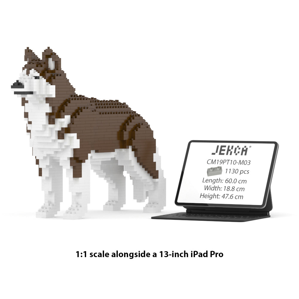 Chien Husky marron