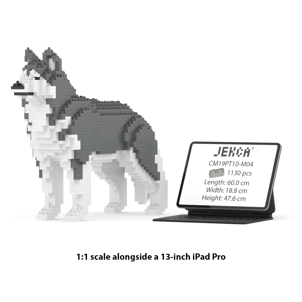 Chien Husky gris
