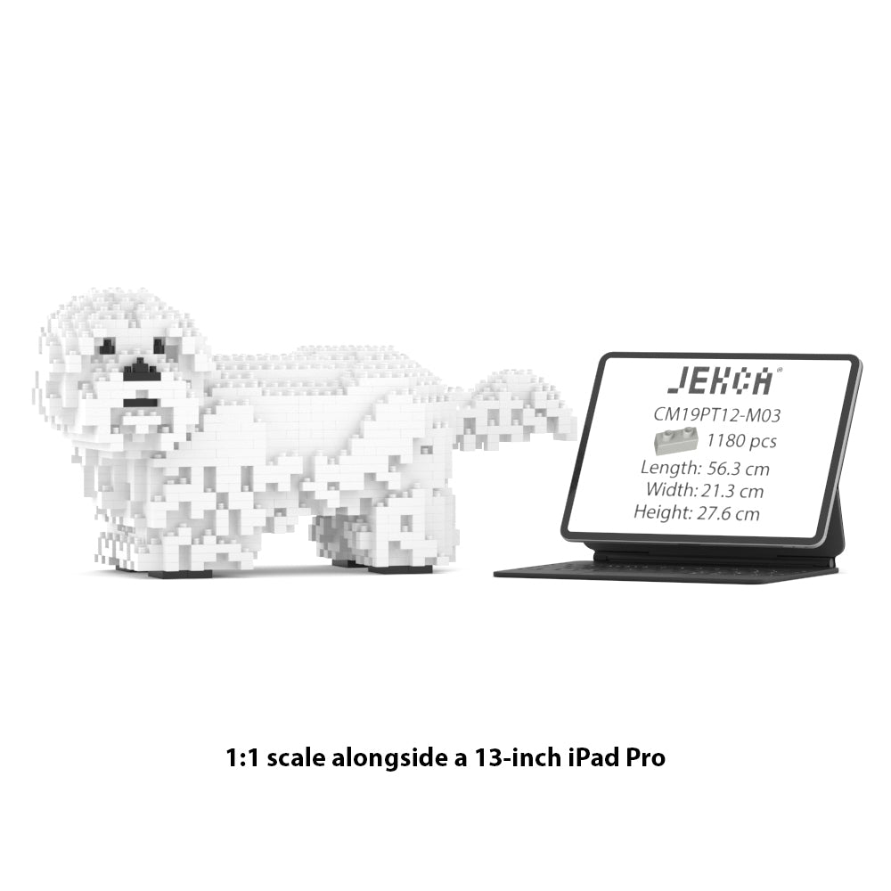 Chien Shih Tzu blanc