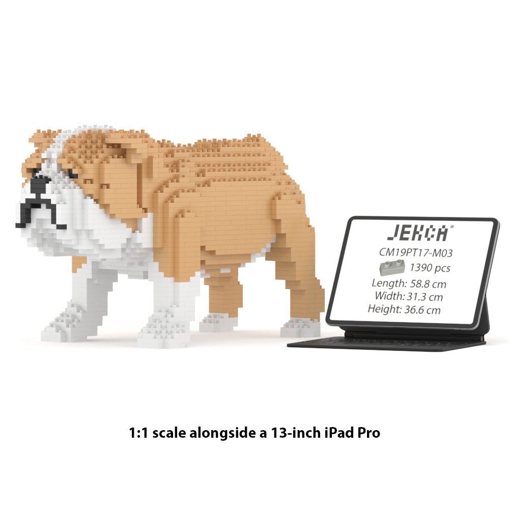 Chien Bulldog Anglais beige