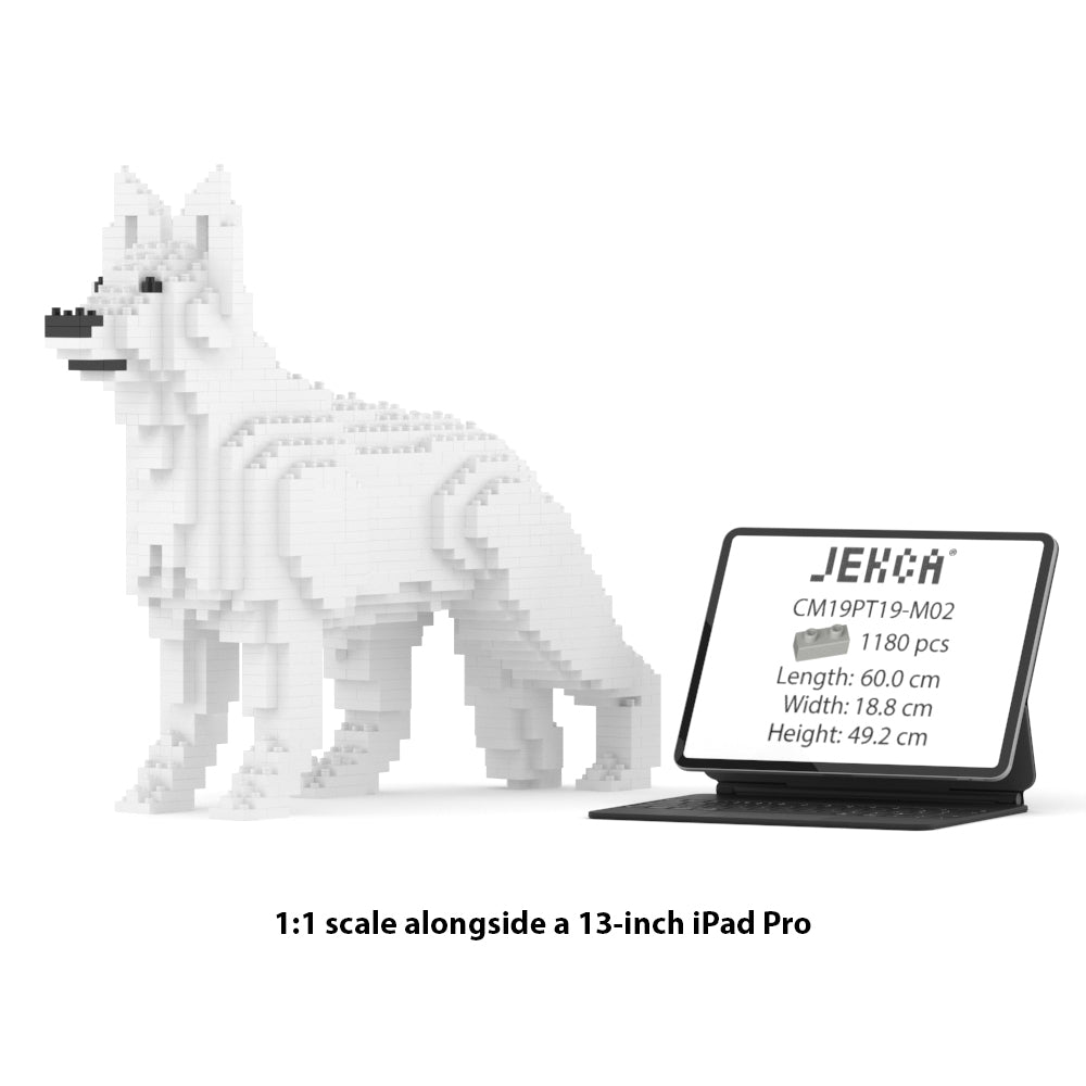 Chien Berger Allemand blanc