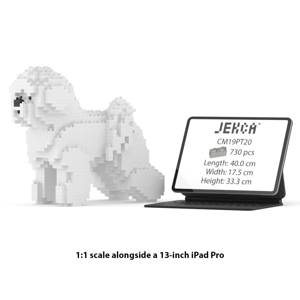 Chien Bichon à poil frisé 1er génération