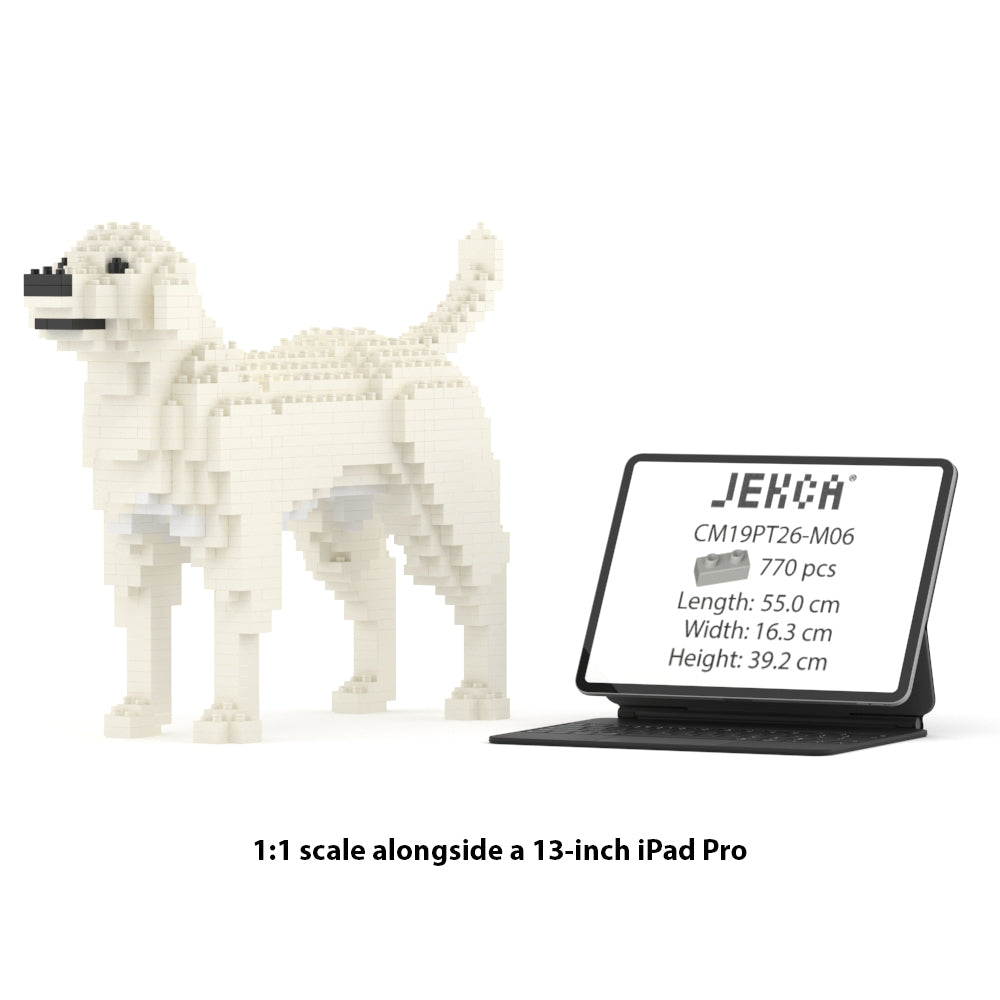 Chien Labrador Retriever crème