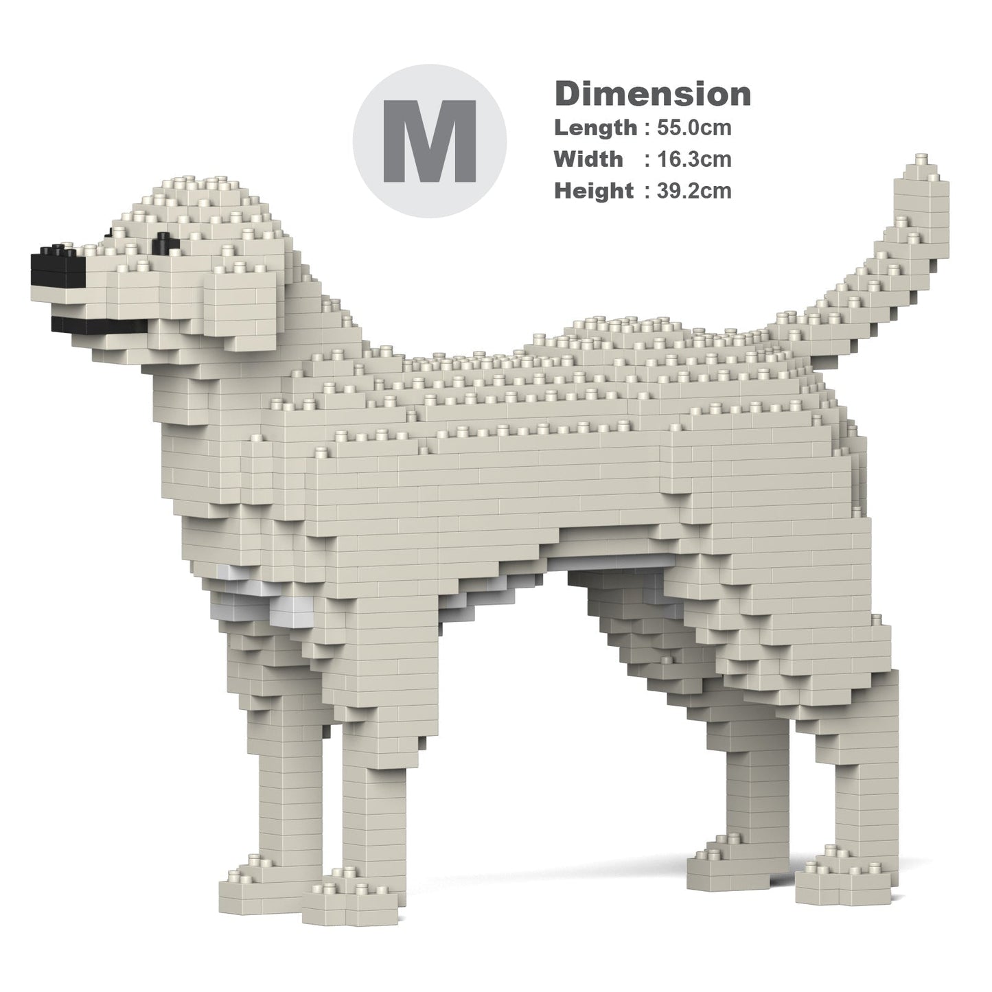 Chien Labrador Retriever crème