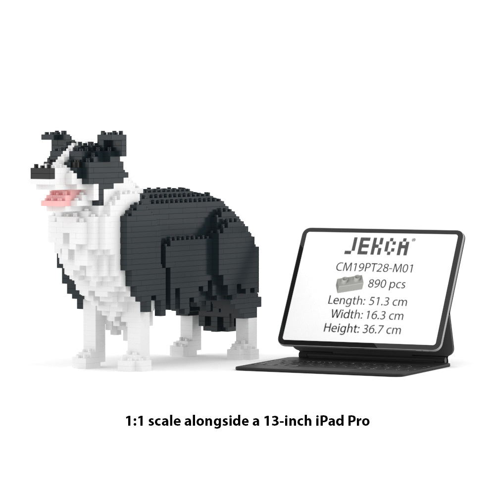 Chien Border Collie noir