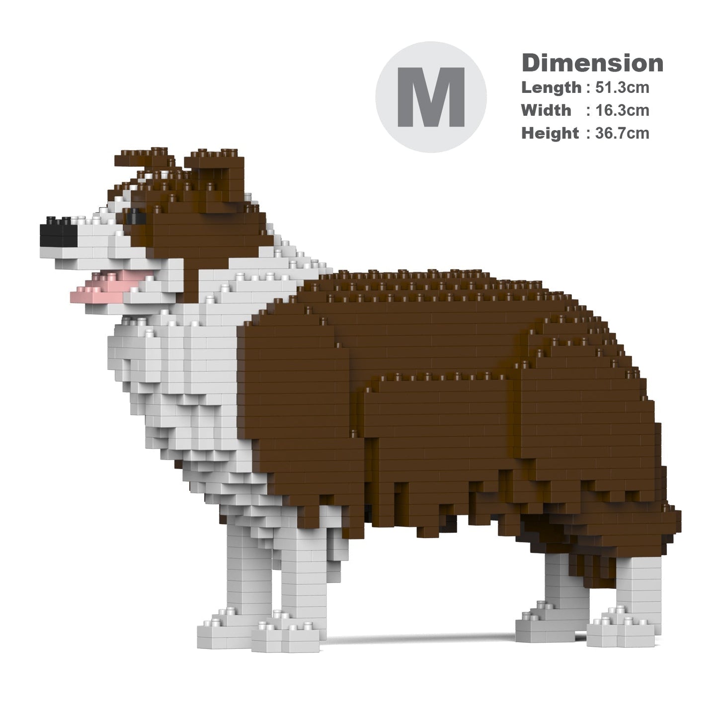 Chien Border Collie marron