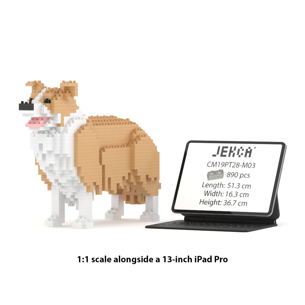 Chien Border Collie beige
