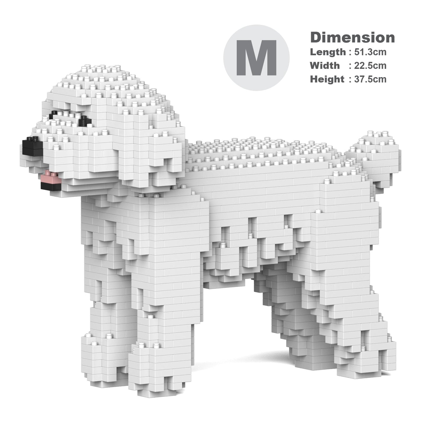 Chien Caniche Nain blanc