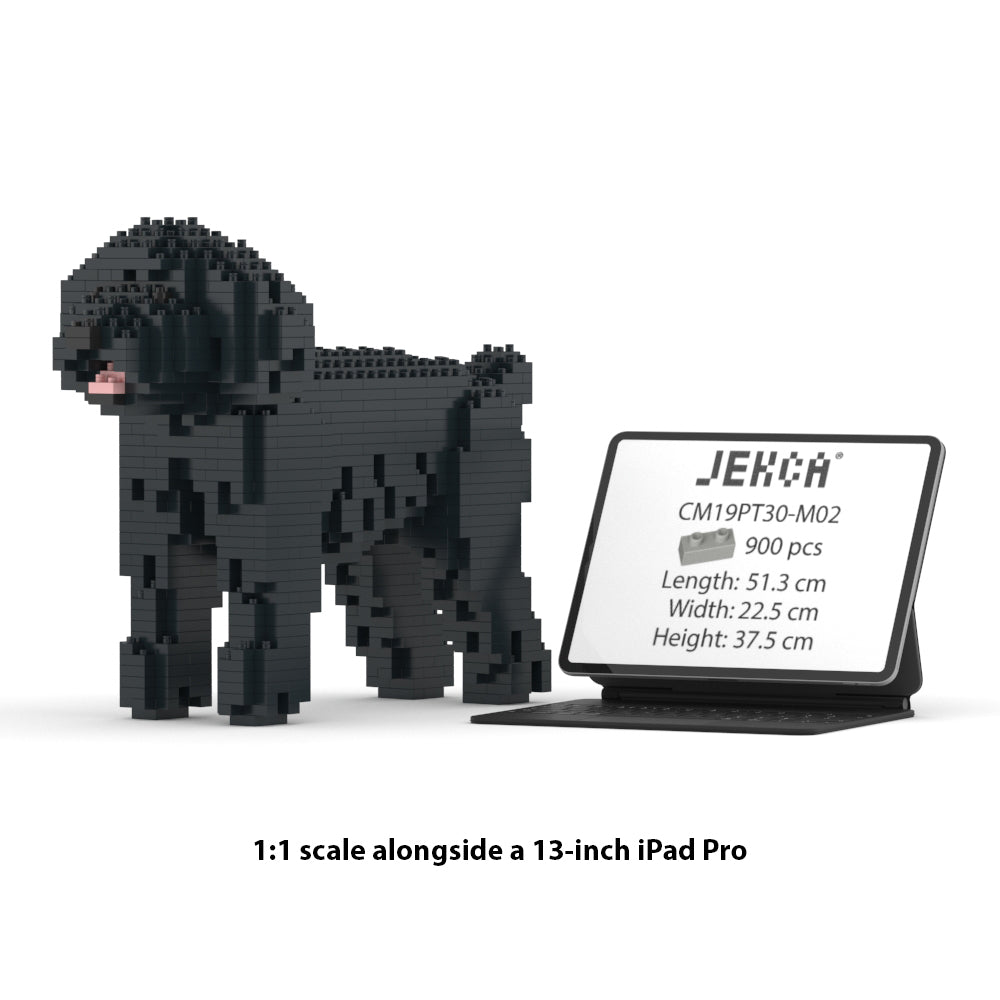 Chien Caniche Nain noir