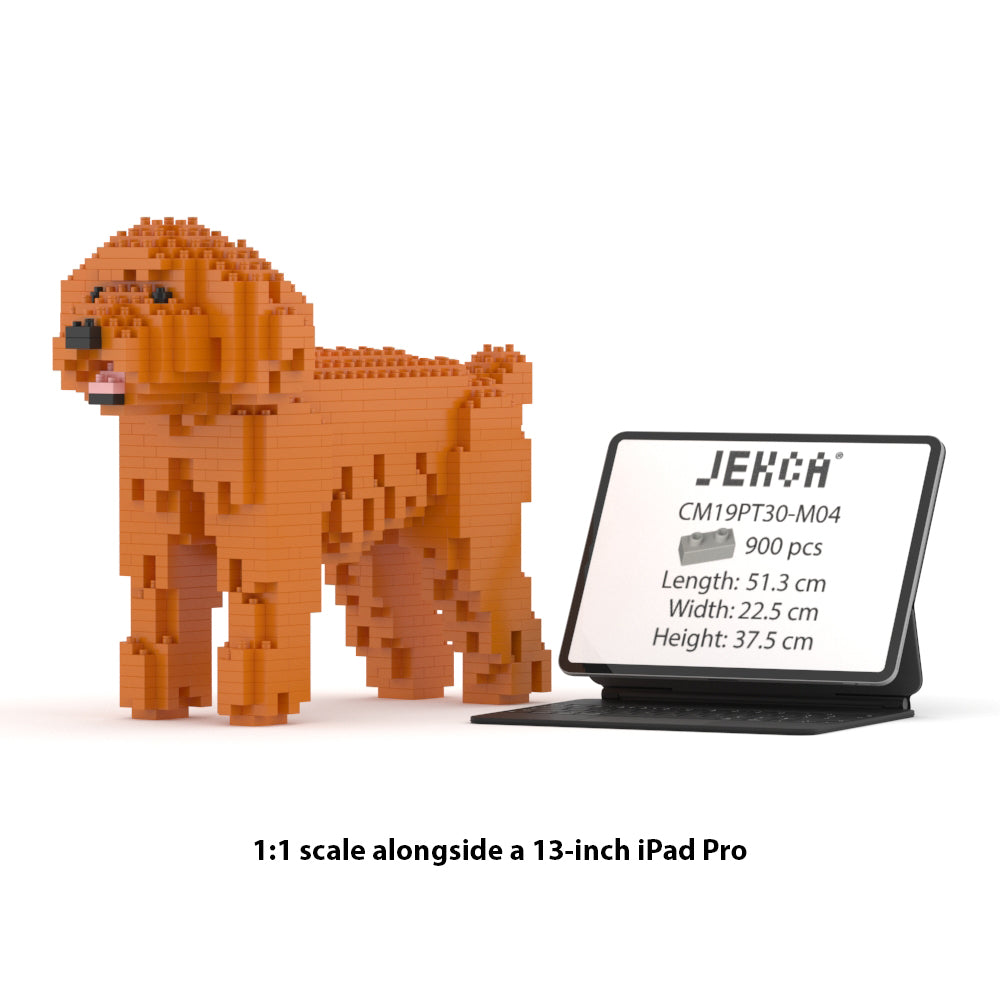 Chien Caniche Nain roux