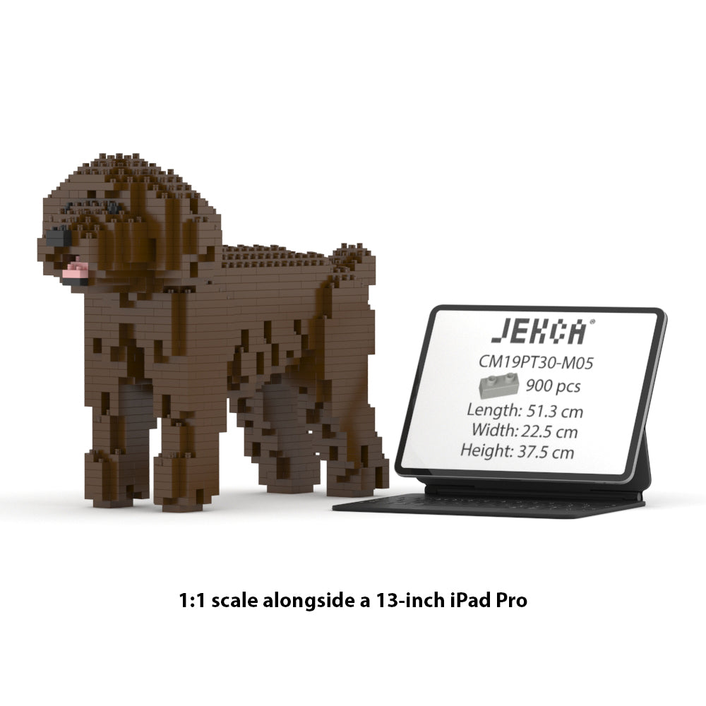 Chien Caniche Nain marron