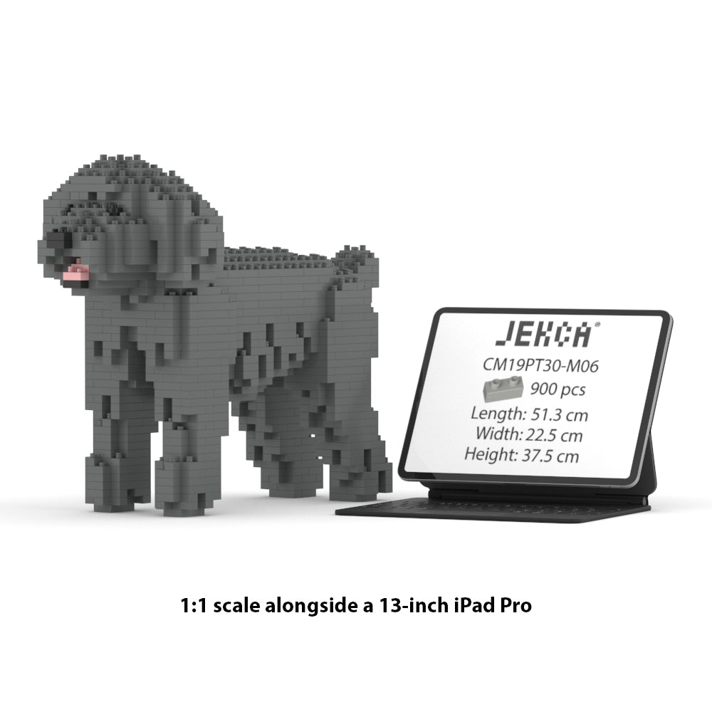 Chien Caniche Nain gris