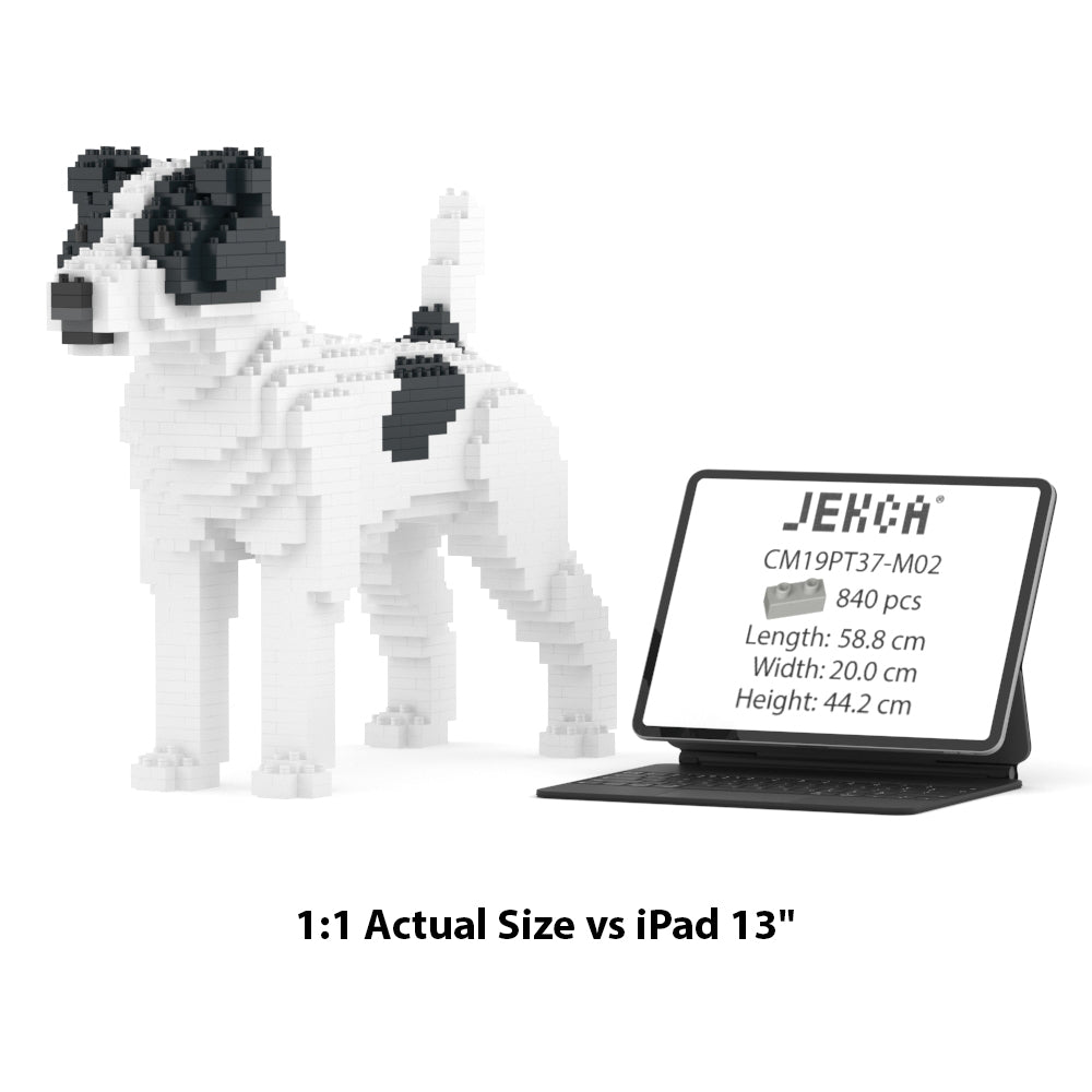 Chien Jack Russell Terrier taches noires