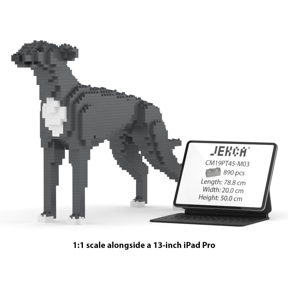 Chien Lévrier Anglais gris