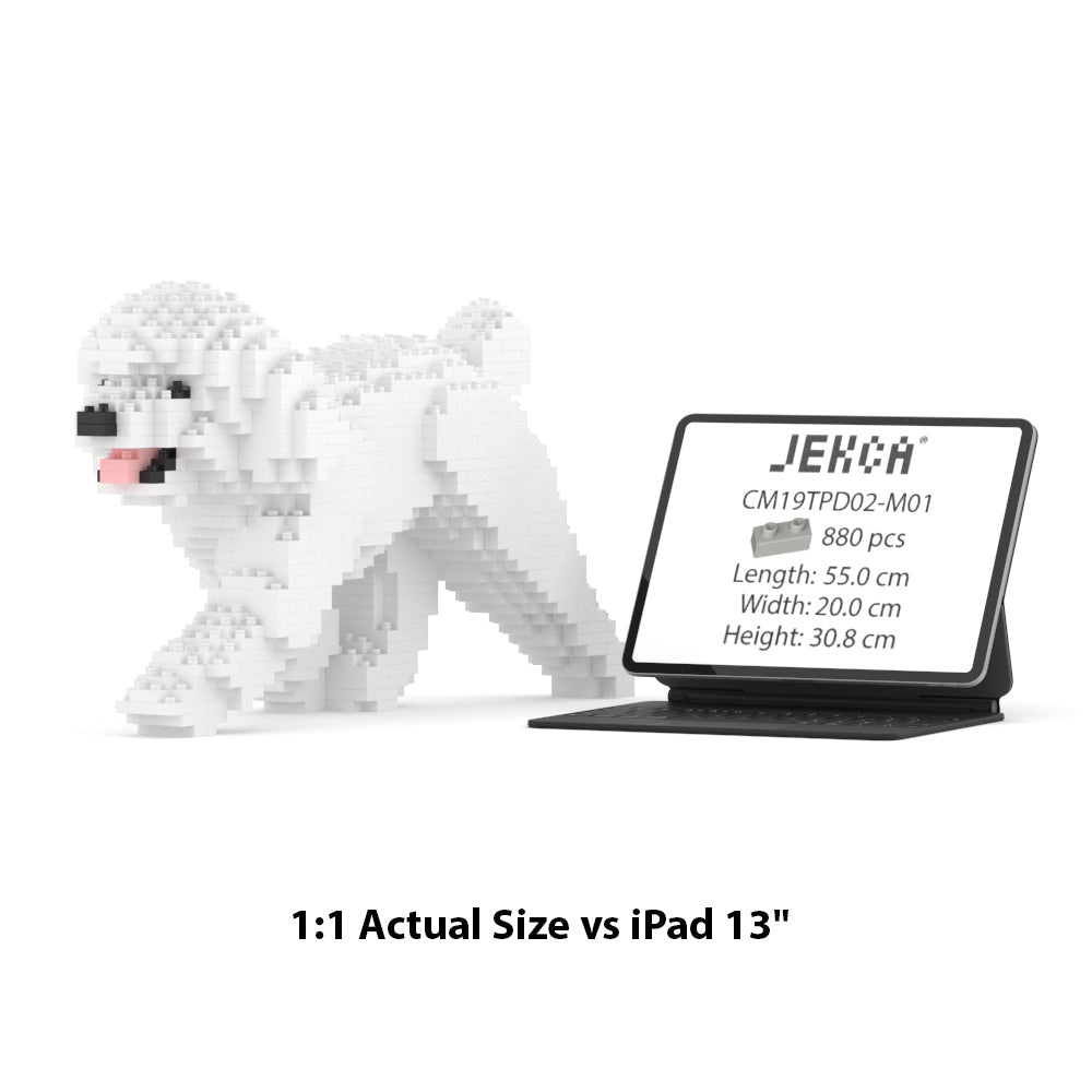 Chien Caniche Nain qui marche blanc