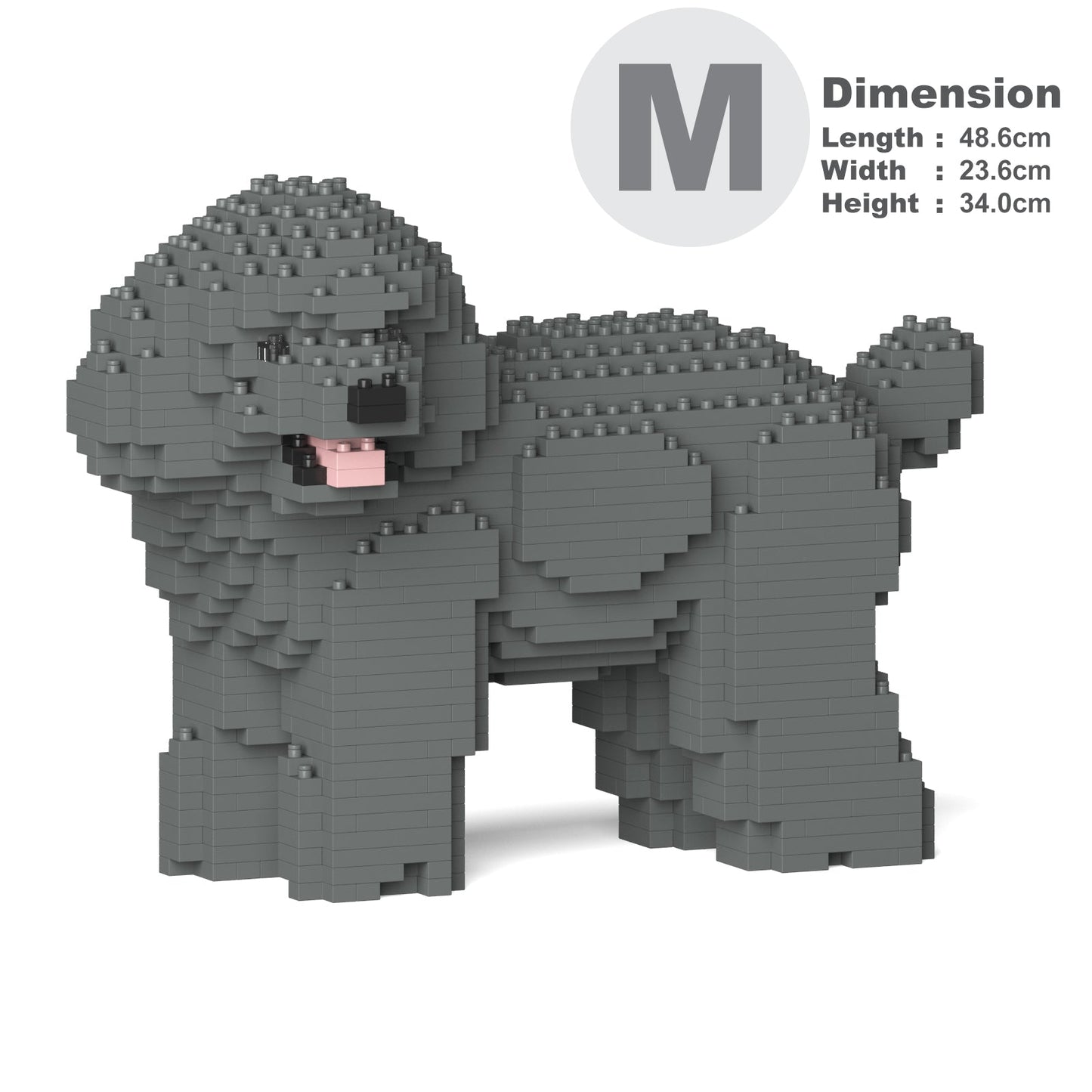 Chien Caniche Nain qui tourne la tête gris