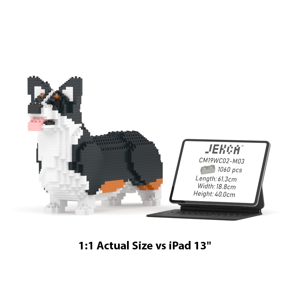 Chien Welsh Corgi noir
