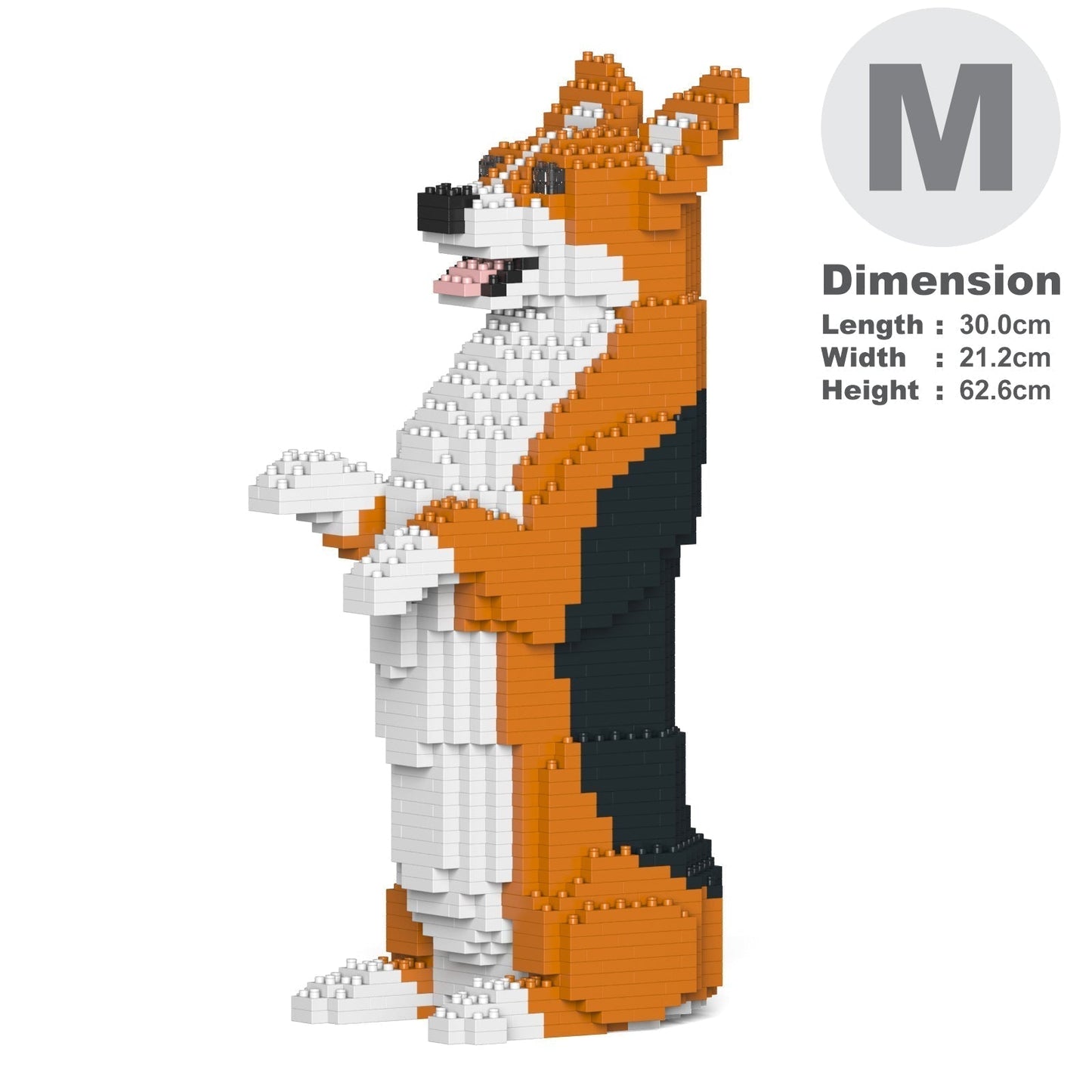 Chien Welsh Corgi debout roux et noir