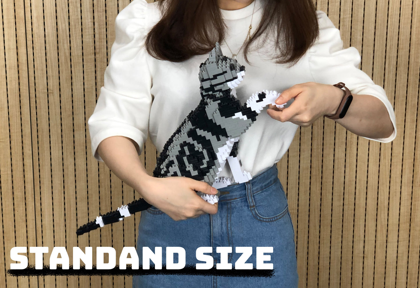 Chat American Shorthair qui donne la patte