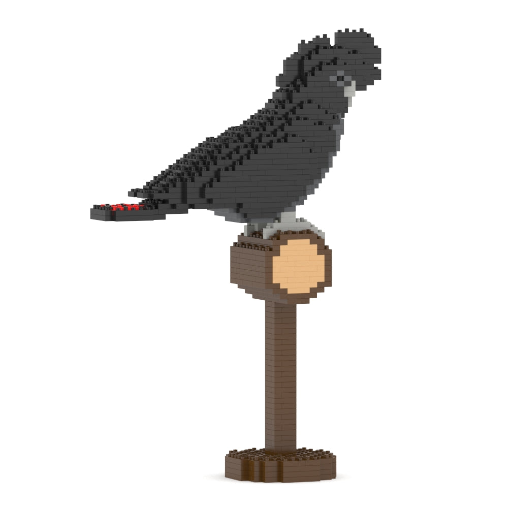 Cacatoès noir à queue rouge 01S