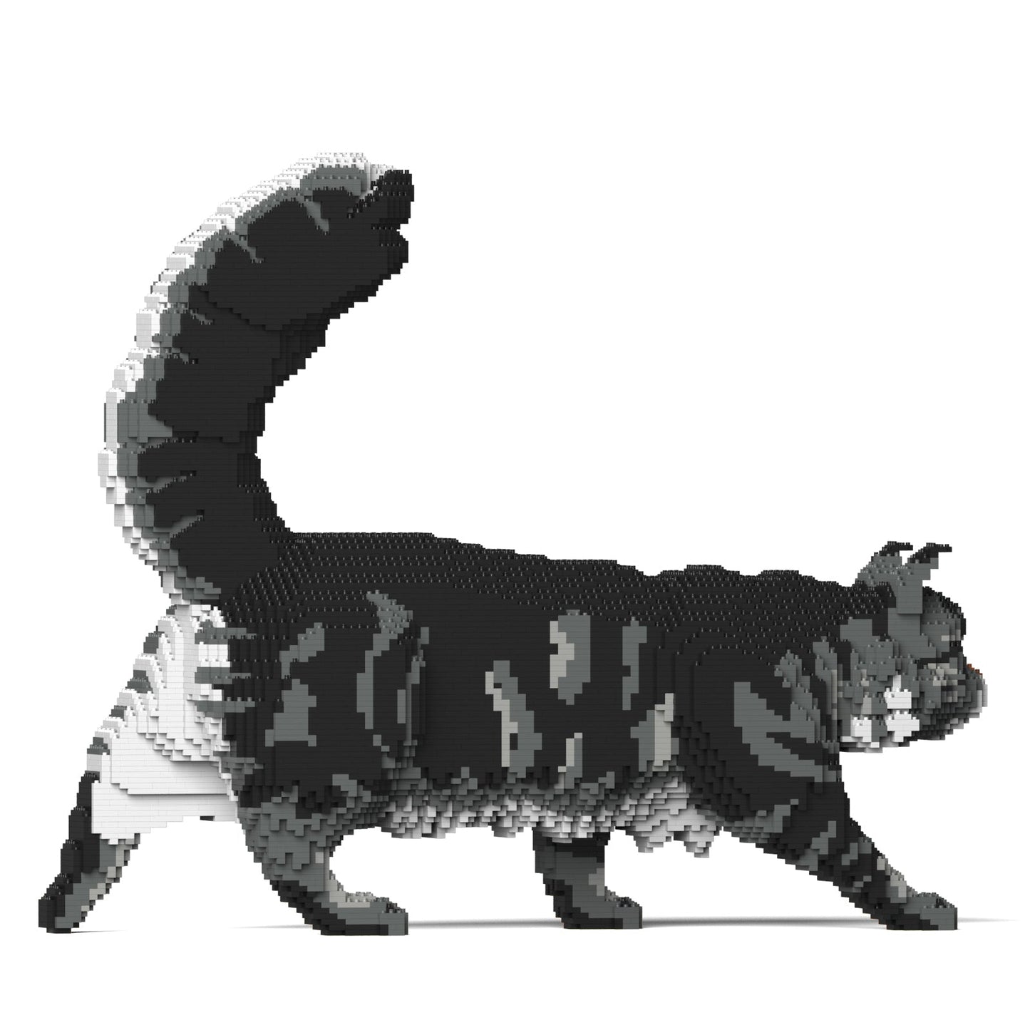 Chat Maine Coon gris