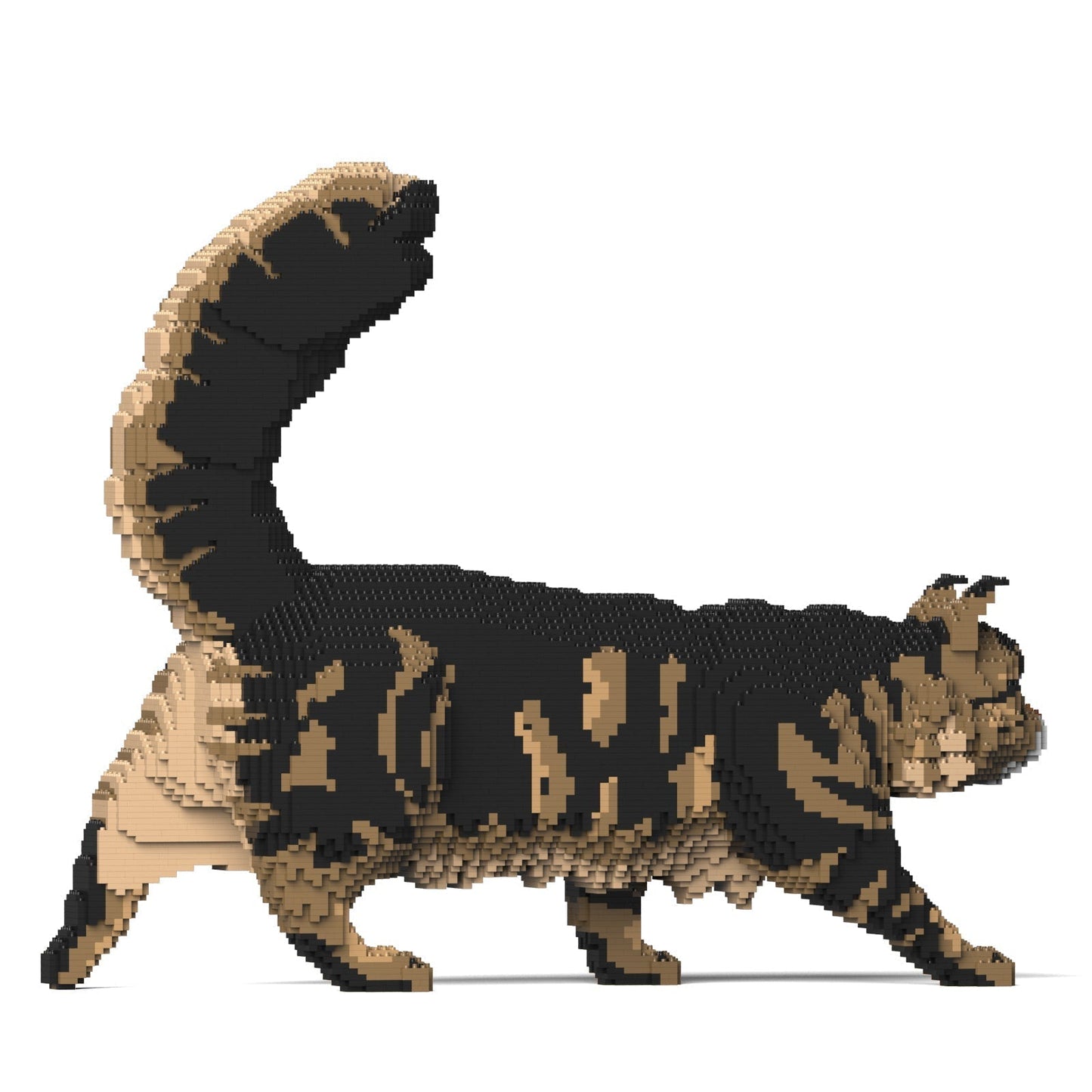 Chat Maine Coon marron