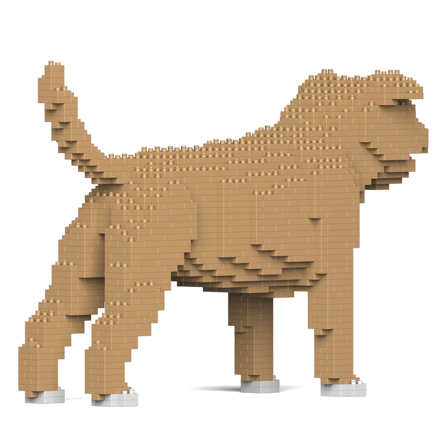 Chien Staffordshire Bull Terrier beige