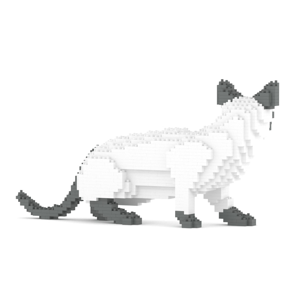 Chat Siamois gris