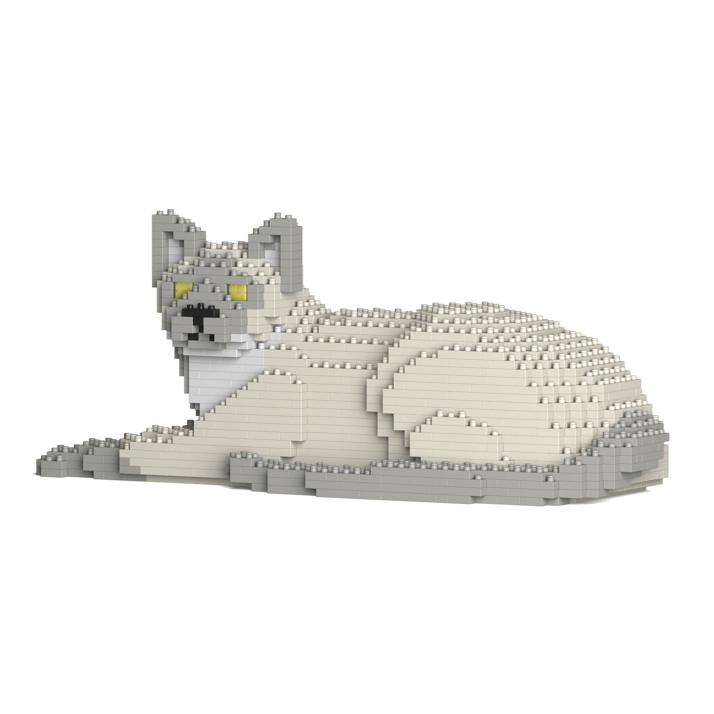 Chat Tonkinois couché