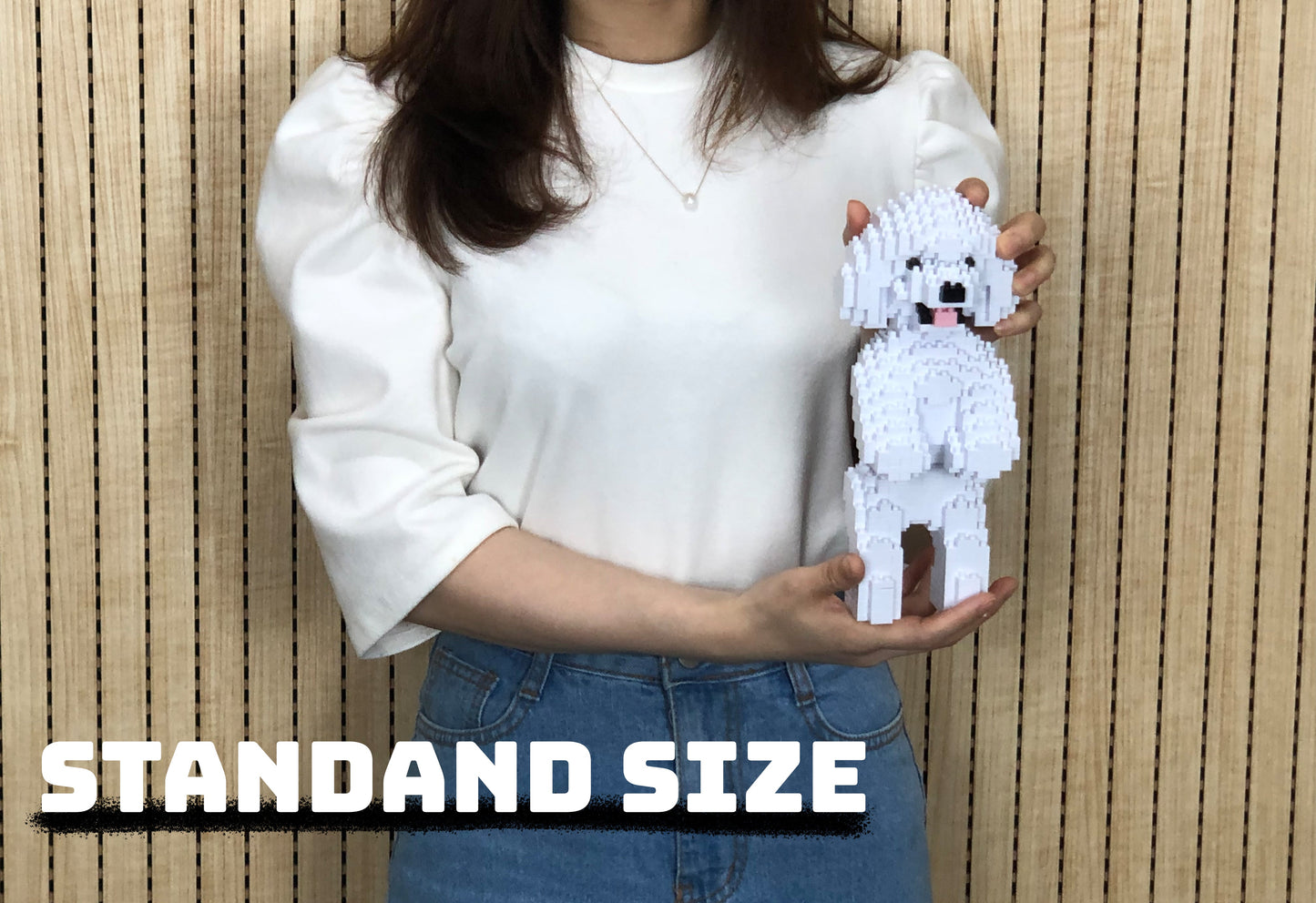 Chien Caniche Nain debout blanc