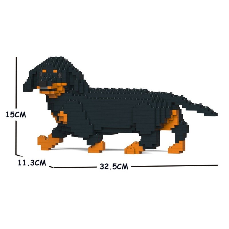 Black and Tan Walking Dachshund Dog