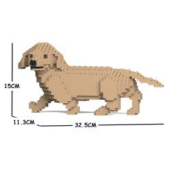 Cream walking dachshund dog