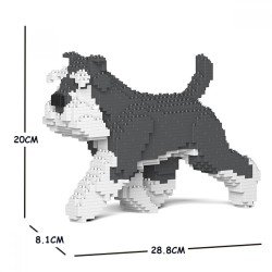 Chien Schnauzer Moyen qui marche gris et blanc