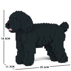 Chien Caniche Nain noir