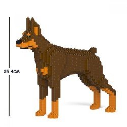 Brown and tan Dobermann dog