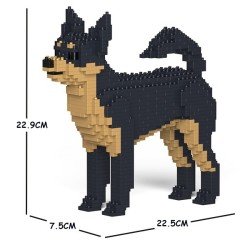 Black Chihuahua dog