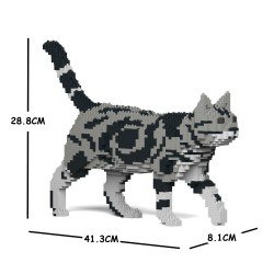 Chat American Shorthair