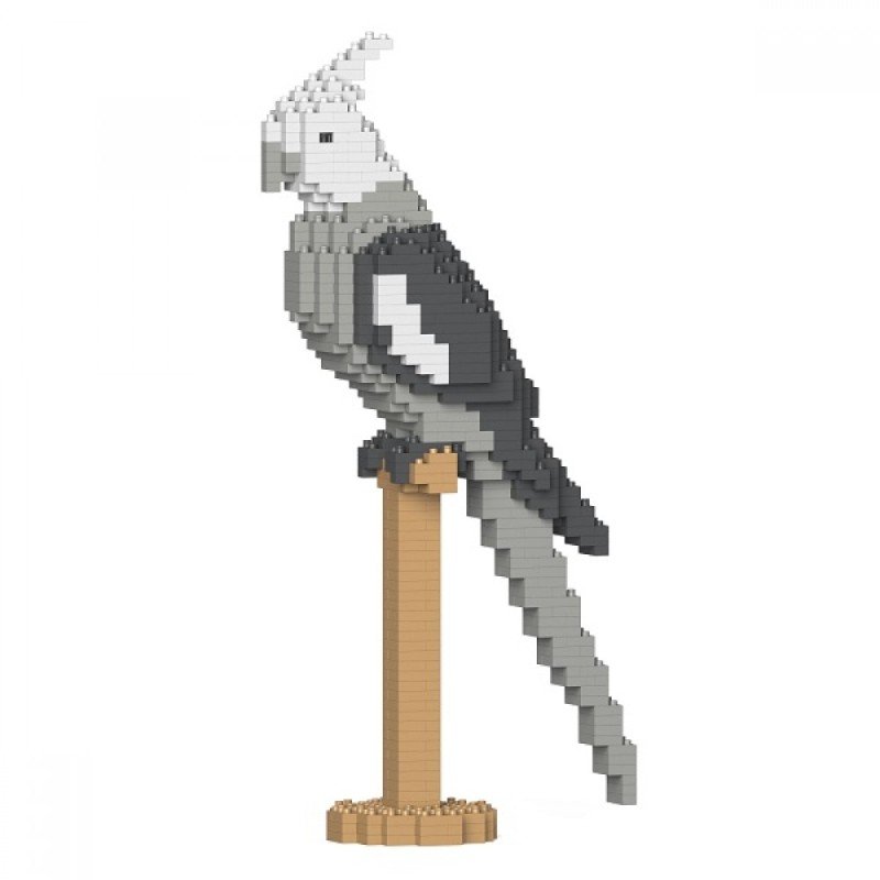 White-headed Cockatiel