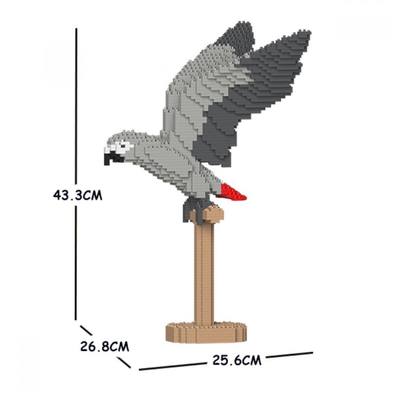 Perroquet Gris du Gabon ailes déployées