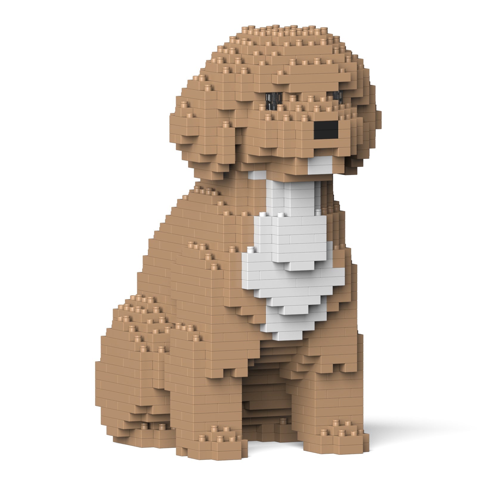 Cockapoo – JEKCA France