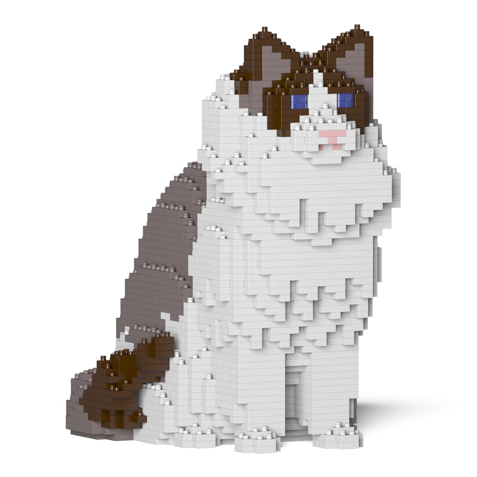 Ragdoll – JEKCA France