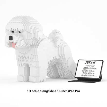 Chien Bichon à poil frisé