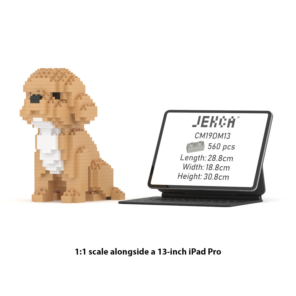 Mini Cockapoo 01