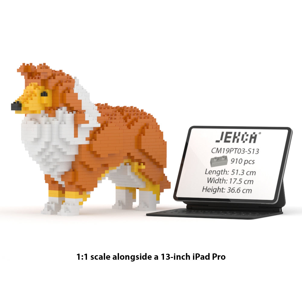 Chien Berger des Shetland marron