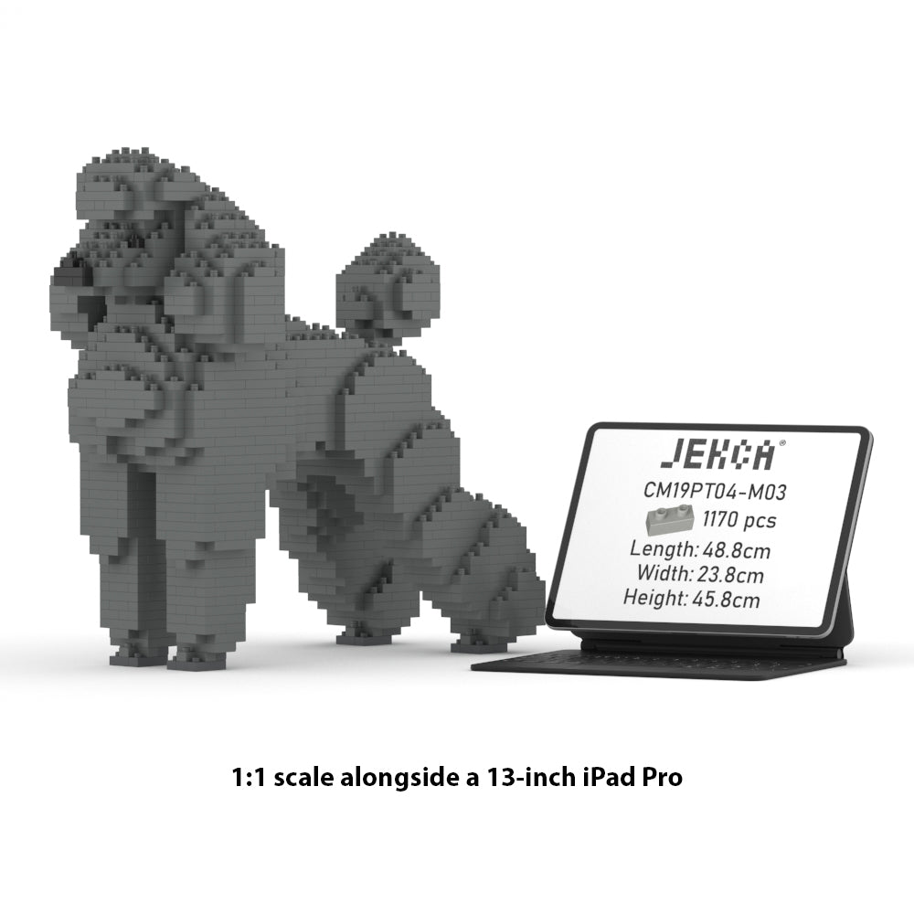 Chien Grand Caniche gris