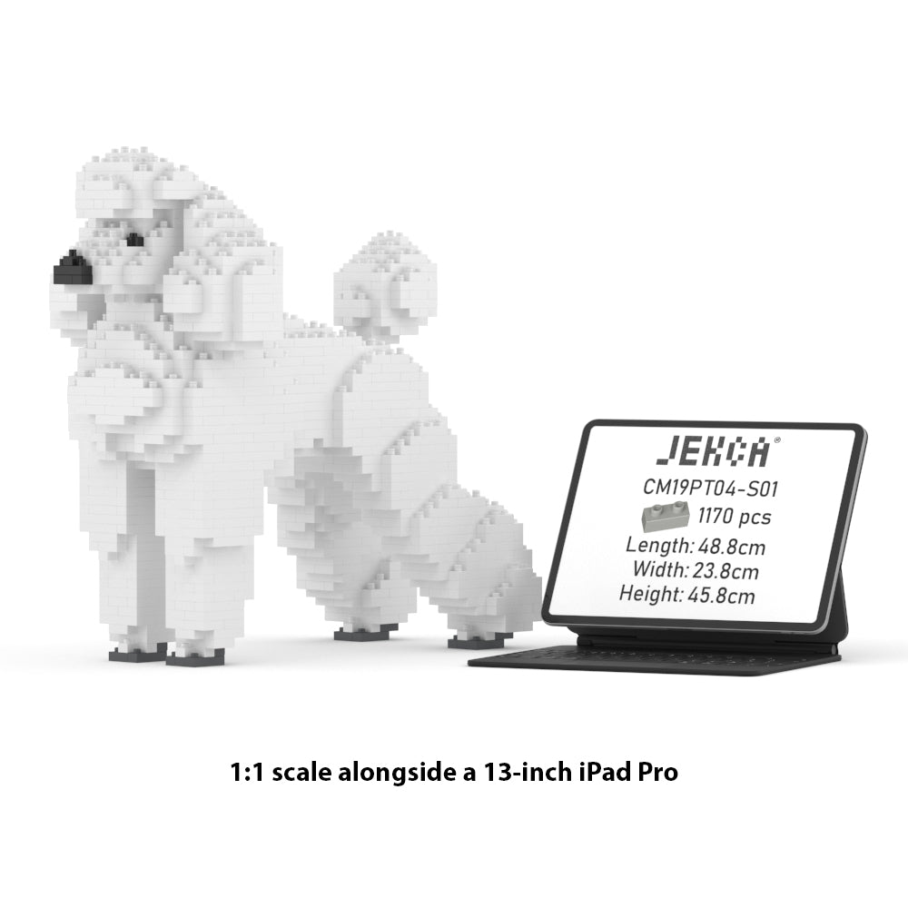 Chien Grand Caniche blanc